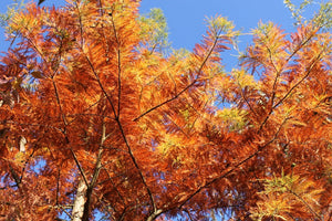 Deux recettes gourmandes pour célébrer l’automne