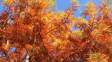 Deux recettes gourmandes pour célébrer l’automne